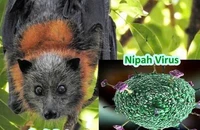 TP.HCM chủ động phòng, chống nguy cơ virus Nipah xâm nhập