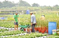 TP.HCM sẽ đào tạo 1.680 lao động nông thôn theo mô hình 'nông dân số'