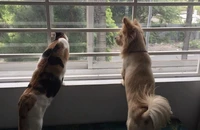 Có được nuôi chó, mèo trong chung cư?