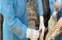 Phú Thọ: 5 mẫu gộp âm tính với virus cúm gia cầm A(H5)