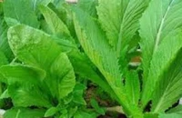 Cách giúp trẻ ăn rau lá