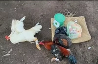 Long An: Triệt phá hai tụ điểm đá gà gần 150 triệu đồng