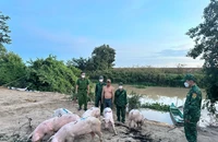 Biên phòng bắt giữ bầy heo nhập lậu