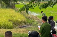 Vướng bẫy chuột bằng điện, người đàn ông đi thăm ruộng tử vong