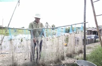 Người dân Long An ngóng chờ con nước nổi 