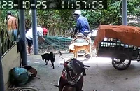 Cảnh giác chiêu trò giả thương lái mua heo không trả tiền, bỏ trốn 