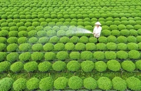 Làng hoa Chợ Lách tất bật chuẩn bị hoa xuân phục vụ Tết Giáp Thìn 2024