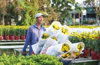 Làng hoa Sa Đéc sẳn sàng phục vụ thị trường tết