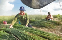 Người dân Long An kiếm trăm triệu mỗi năm nhờ trồng cỏ bàng
