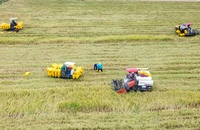 Nhộn nhịp mùa thu hoạch lúa ở Long An vào đầu năm mới