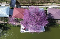 Du khách say đắm sắc hoa mai anh đào nở rộ ở Đà Lạt