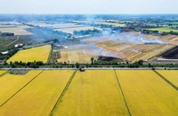 Ngắm cánh đồng lúa chín vàng rực xuyên quốc lộ N2