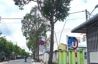 Tây Ninh: Nguy cơ rình rập từ hàng cây xanh cao vút giữa mùa mưa bão