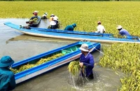 Cán bộ, chiến sĩ quân đội, công an Tây Ninh giúp dân “chạy lũ” cứu lúa