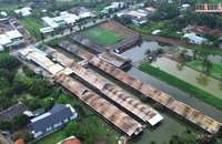 Tây Ninh: Mùi hôi, ruồi nhặng bủa vây vì trại gà giữa khu dân cư