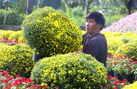 Cúc mâm xôi bung nụ trước Tết, người trồng đứng ngồi không yên