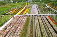Làng hoa Sa Đéc vào mùa nhộn nhịp, nhà vườn lạc quan chờ Tết