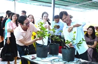 Giữ hồn mai Tết giữa kỷ nguyên số ở làng mai Tân Tây