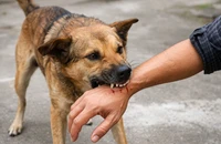 Tây Ninh ghi nhận ca bệnh dại nguy kịch sau gần một năm bị chó cắn