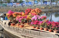 Tổ chức giao thông phục vụ chợ hoa Xuân “Trên bến dưới thuyền” Tết Giáp thìn 