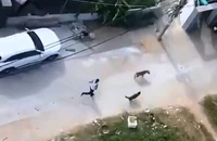 Người thả chó cắn hàng xóm bị đề nghị truy tố tội giết người