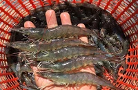 Khoảng trống pháp lý nhìn từ việc dừng bảo hộ chỉ dẫn địa lý cho tôm Bình Thuận 