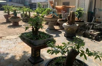 Góc nhìn pháp lý vụ xử phạt và tịch thu 42 cây mai vàng ở Côn Đảo