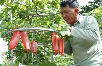 Độc đáo nho cảnh chưng Tết xuất đi khắp nơi ở Ninh Thuận