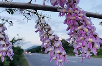 Đậu Anh Đào, loài hoa níu giữ mùa xuân