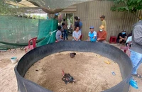 Công an triệt xóa 2 tụ điểm đá gà ở xã vùng biển trong dịp lễ