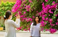 Rực rỡ những con đường hoa giấy phố biển Nha Trang