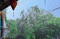 Cây đổ, nhà tốc mái sau trận mưa lớn ở Ninh Thuận