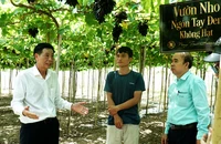 Nâng cao giá trị cây nho Ninh Thuận