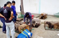 Triệt xóa nhóm chuyên trộm, tiêu thụ chó mèo ở Ninh Thuận