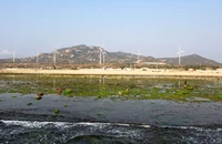 Mùa rong biển ở Ninh Thuận: Ngư dân chờ thủy triều hạ để thu 'lộc biển' 