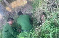 Tóm gọn đôi nam nữ trộm cắp trốn trong bụi cỏ
