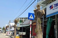 Khánh Hòa: Tỉa nhánh 'quá tay' khiến hàng cây xanh đẹp bị cắt trụi 