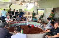 Quy đổi tiền thành lon nước ngọt để cá cược đá gà chọi