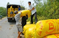 Đã giải ngân gần 11.000 tỉ đồng để thu mua lúa gạo