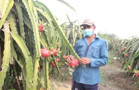 Nhà vườn trồng thanh long ở Tiền Giang lo vì không có thương lái