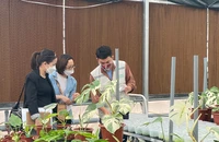Cây kiểng lá đột biến xuất ngoại 