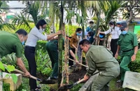 Trồng trầu, cau để giữ “18 thôn vườn trầu” 