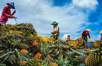 Hậu Giang sát cánh, đồng hành cùng nhà đầu tư 