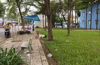 Người dân khổ với tình trạng chó thả rông 