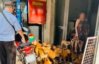 1 hộ nuôi cả trăm con chó: Cần quy định chặt chẽ hơn 