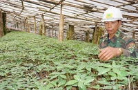 Đưa sâm Việt Nam thành sản phẩm chủ lực trong y dược 