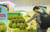 Để sầu riêng Việt đủ sức cạnh tranh khi xuất ngoại 