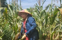 Vợ chồng U-60 hơn 70 lần hiến máu