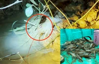 Điều tra 'Đổ thuốc trừ sâu xuống sông Đồng Nai bắt tôm': Phải bảo vệ nguồn nước cho hàng chục triệu dân