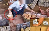 Khoai tây Trung Quốc giả khoai Đà Lạt: Lừa dối người tiêu dùng
